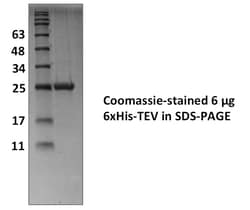 Ubpbio 6xHis-TEV Protease, 1 MG, Quantity: Each of 1