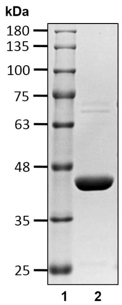 Ubpbio GST-HRV 3C Protease, 1 MG, Quantity: Each of 1