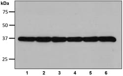 Ubpbio ANTI-GAPDH, MOUSE 100UG, Quantity: Each of 1