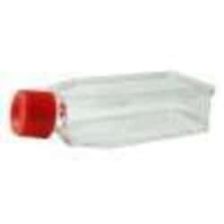 Celprogen Human Microglia Primary Tissue Culture ECM - T75 Flask (5/Pk),