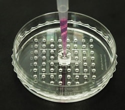 INNOVATIVE BIOCHIPS Single Cell Isolation Chip: 1CellDish-60mm, 64 wells,
