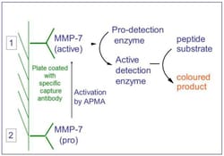 ILEX LIFE SCIENCES LLC&nbsp;QuickZyme Human MMP-7 Activity Assay Kit, 96 Assays, 96-well plate format, immunoassay for active or total matrix metalloproteinase 7 (conditioned culture medium, serum, urine, tissue homogenates samples)