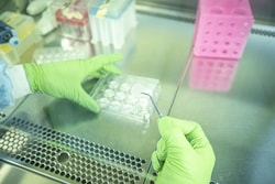 ILEX LIFE SCIENCES LLC 12 x 20 mm Ossiform P3D Scaffolds, suitable for 12-well plates - gyroid structure, 600-800 micrometers porosity, bone-like 3D cell culture systems
