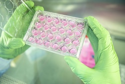 ILEX LIFE SCIENCES LLC 24 x 12 mm Ossiform P3D Scaffolds, suitable for 24-well plates - gyroid structure, 600-800 micrometers porosity, bone-like 3D cell culture systems