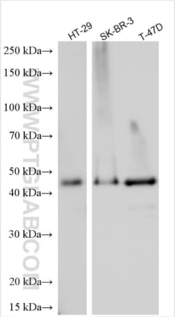 VPS37C Rabbit, anti-Human, Polyclonal, Proteintech:Antibodies:Primary Antibodies