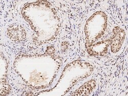 Sino Biological Anti-WDR77/MEP50 Antibody, Rabbit Polyclonal, Quantity: