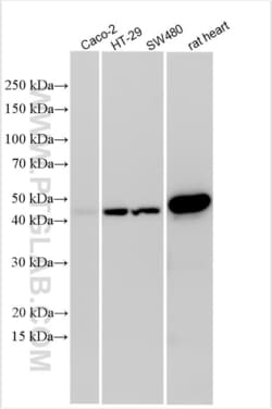 WNT8A Rabbit, anti-Human, Polyclonal, Proteintech:Antibodies:Primary Antibodies