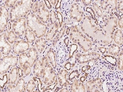 Sino Biological WWOX Antibody, Rabbit PAb, Antigen Affinity Purified 100µL,