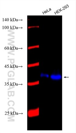 XLF Mouse, anti-Human, CoraLite Plus 750, Clone: 1F8C7, Proteintech:Antibodies:Primary