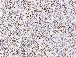 Sino Biological Anti-Ku70/XRCC6 Antibody, Rabbit Polyclonal, Quantity: