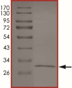 Sino Biological&nbsp;Recombinant Human 14‑3‑3/YWHAQ Protein (Full Length)