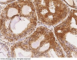 Sino Biological Anti-YAP1 Antibody, Rabbit Polyclonal, Quantity: Each of