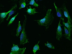 Sino Biological YES1 Antibody, Rabbit PAb, Antigen Affinity Purified 100µL,
