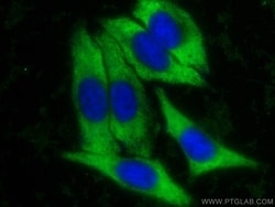 YWHAB Rabbit, anti-Human, CoraLite Plus 488, Polyclonal, Proteintech:Antibodies:Primary