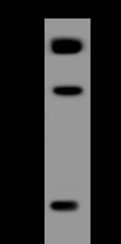 Sino Biological ZBTB16 Antibody, Rabbit PAb, Antigen Affinity Purified