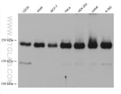 ZC3H13 Mouse, anti-Human, Clone: 3E8C5, Proteintech:Antibodies:Primary