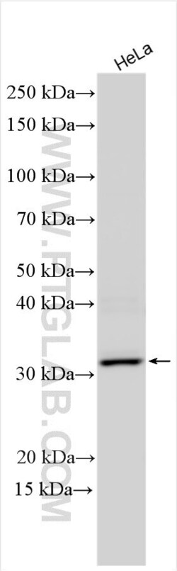 ZIP13 Rabbit, anti-Human, Polyclonal, Proteintech Quantity: 20 &mu;L:Antibodies
