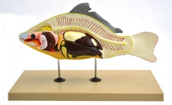 Eisco™ Carp Fish Model