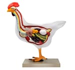 Eisco™ Hen Anatomy Model