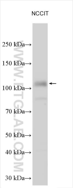 ZNF281 Rabbit, anti-Human, Polyclonal, Proteintech:Antibodies:Primary Antibodies