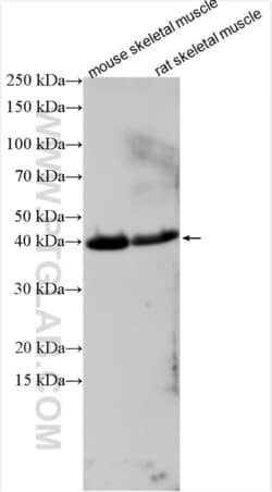 ZNF641 Rabbit, anti-Human, Polyclonal, Proteintech Quantity: 150 &mu;L:Antibodies