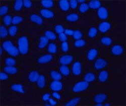 BisBenzimide H 33258, Sigma-Aldrich