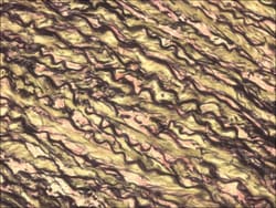 Sigma-Aldrich&nbsp;Elastic TISSUE-TROL&trade; Control Slides