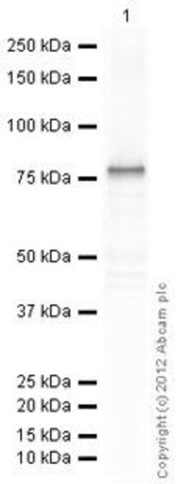 Abcam&nbsp;Recombinant Human GFAP protein (GST tag N-Terminus)
