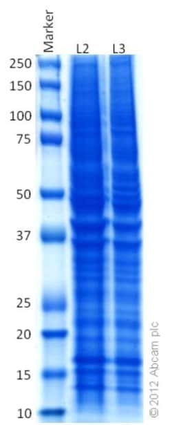 Abcam&nbsp;HeLa Ser/Thr Phosphatase-Inhibited Whole Cell Lysate Set: Calyculin-Treated and Vehicle-Treated