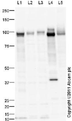 Abcam&nbsp;LNCaP nuclear extract lysate
