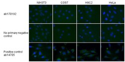 Abcam&nbsp;Mouse IgG2b, kappa monoclonal [7E10G10] - Isotype Control