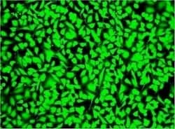 Abcam&nbsp;Fixable Cell Viability Assay Kit (Green Fluorescence, for 488 nm excitation)