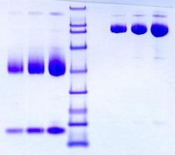 Abcam&nbsp;Native Rat Hemopexin protein