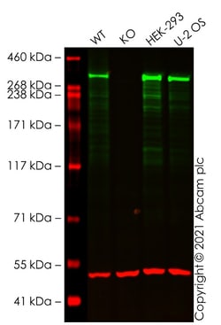 Abcam Anti-ATM antibody [EPR20100] - BSA and Azide free, 100 ug