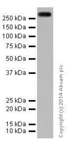 Abcam Anti-ATM antibody [EPR17059] - BSA and Azide free, 1 mg