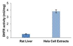 Abcam&nbsp;Dihydrofolate Reductase Assay Kit (Colorimetric)