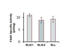 Abcam&nbsp;Fatty Acid Amide Hydrolase Activity Assay Kit (Fluorometric)