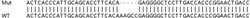 Abcam&nbsp;Human SYP (Synaptophysin) knockout HEK-293T cell line