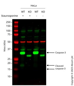 Abcam&nbsp;Human CASP3 (Caspase-3) knockout HeLa cell line