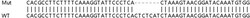 Abcam&nbsp;Human MKI67 (Ki67) knockout HeLa cell line