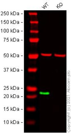 Abcam&nbsp;Human RAB7A (RAB7) knockout HeLa cell line