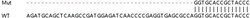 Abcam&nbsp;Human UCHL1 (PGP9.5) knockout HEK-293T cell line