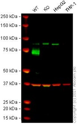 Abcam&nbsp;Human ABCG2 knockout A549 cell line