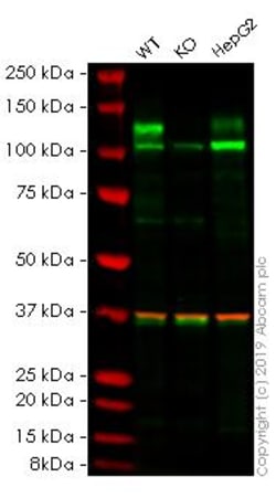 Abcam&nbsp;Human FGFR3 knockout HEK-293 cell line