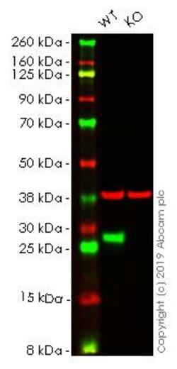 Abcam&nbsp;Human HSPB1 (Hsp27) knockout HeLa cell line