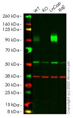 Abcam&nbsp;Human CD276 knockout HeLa cell line