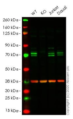 Abcam&nbsp;Human ATG16L1 knockout HeLa cell line