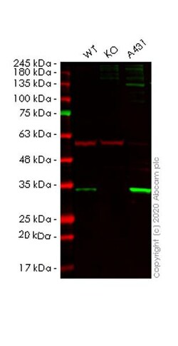 Abcam&nbsp;Human SFN (14-3-3 sigma) knockout HeLa cell line
