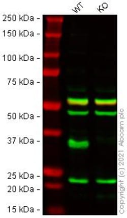 Abcam&nbsp;Human HIST1H1C (Histone H1.2) knockout HeLa cell line
