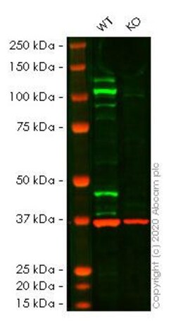Abcam&nbsp;Human STAT2 knockout HeLa cell line